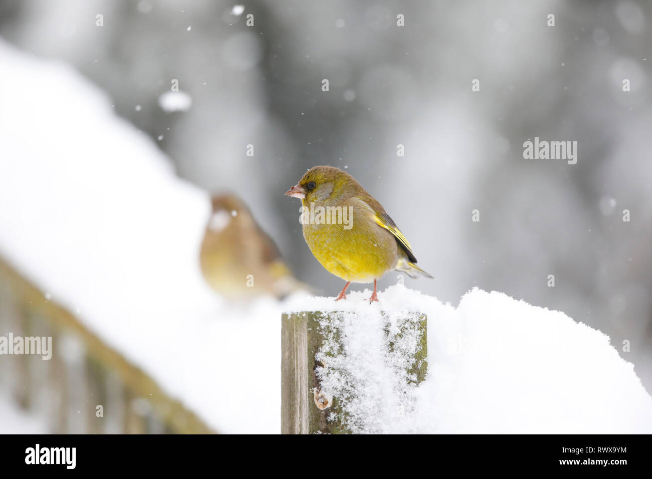 European Greenfinch, Carduelis chloris,on a snow covered fence, Wales,uk Stock Photo