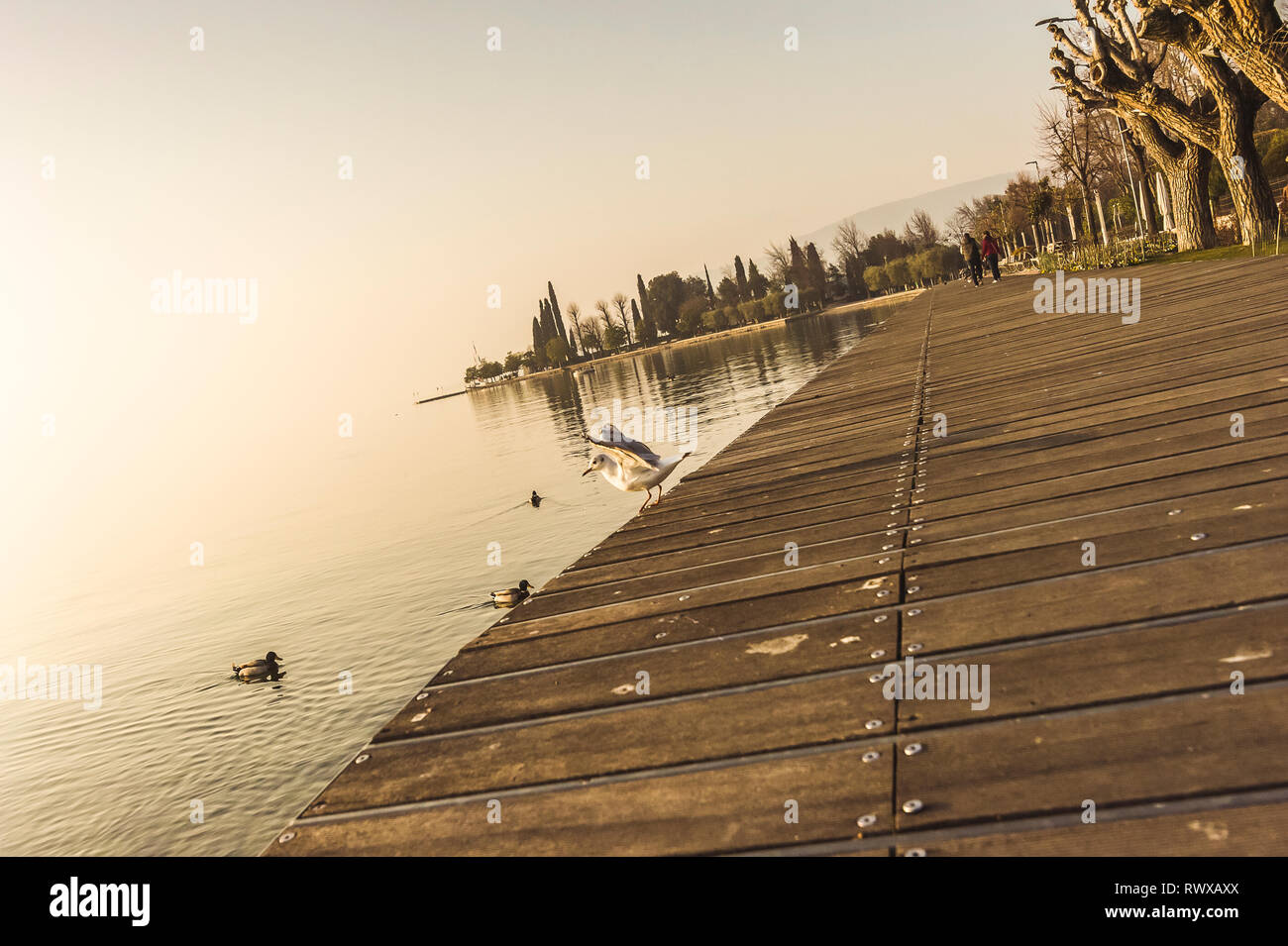 Flying seagull over Garda lake Stock Photo