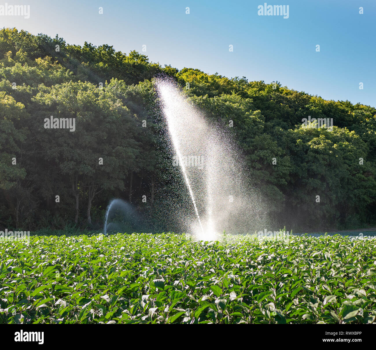 Water sprinkler system in the morning sun on a plantation Stock Photo