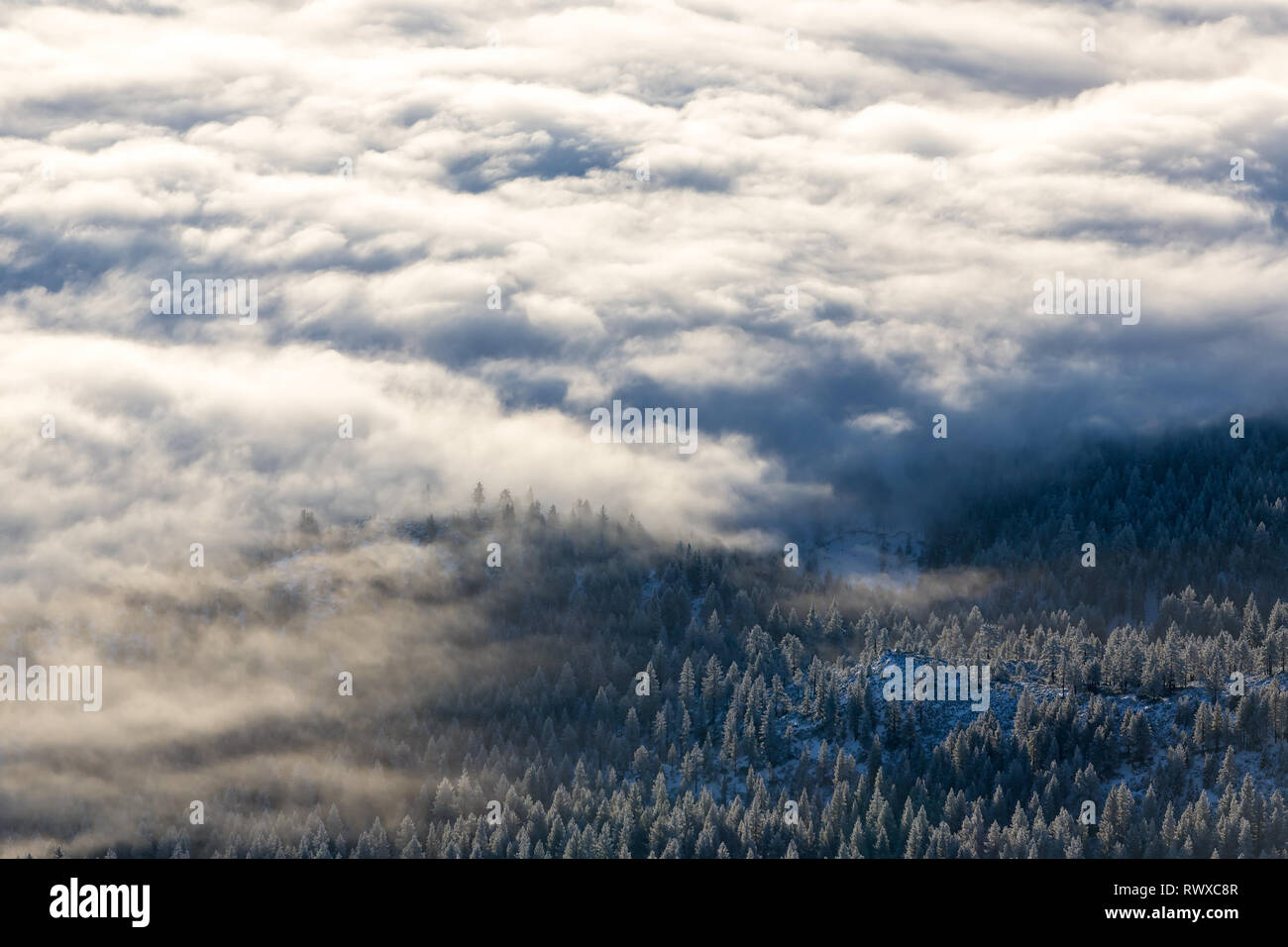 Light and inversion fog streaming through trees creating light rays ...