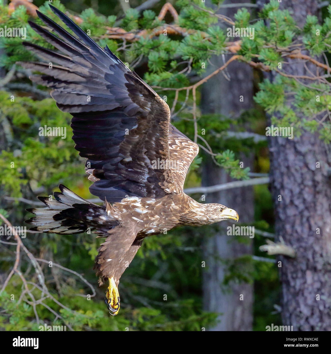 White tailed eagle animal hi-res stock photography and images - Alamy