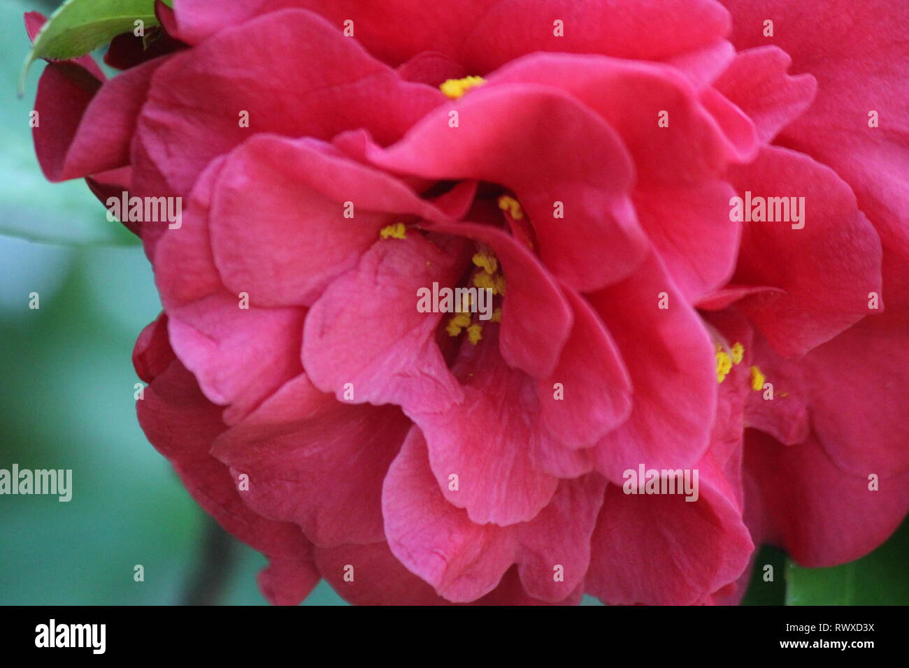 Common red camellia, Japanese camellia, Camellia japonica, or tsubaki