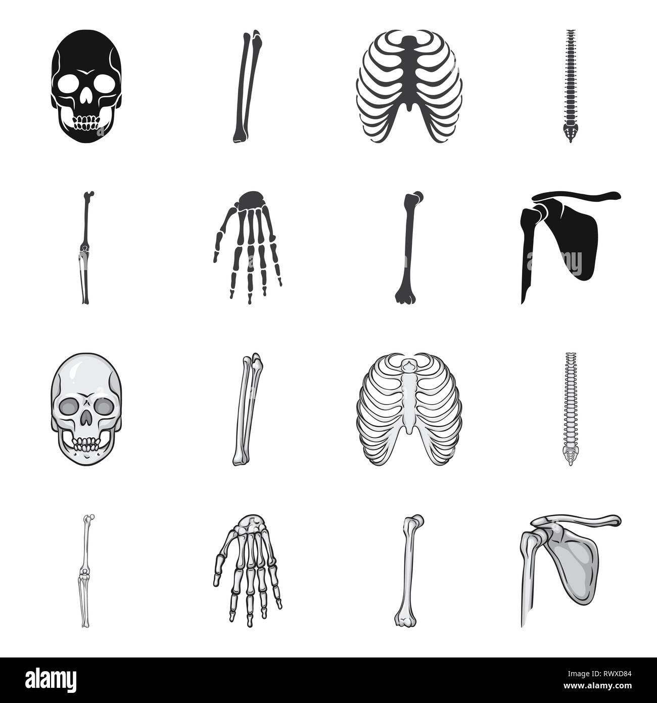 skull,femur,rib,spine,knee,wrist,death,cage,chiropractic,joint,hand ...