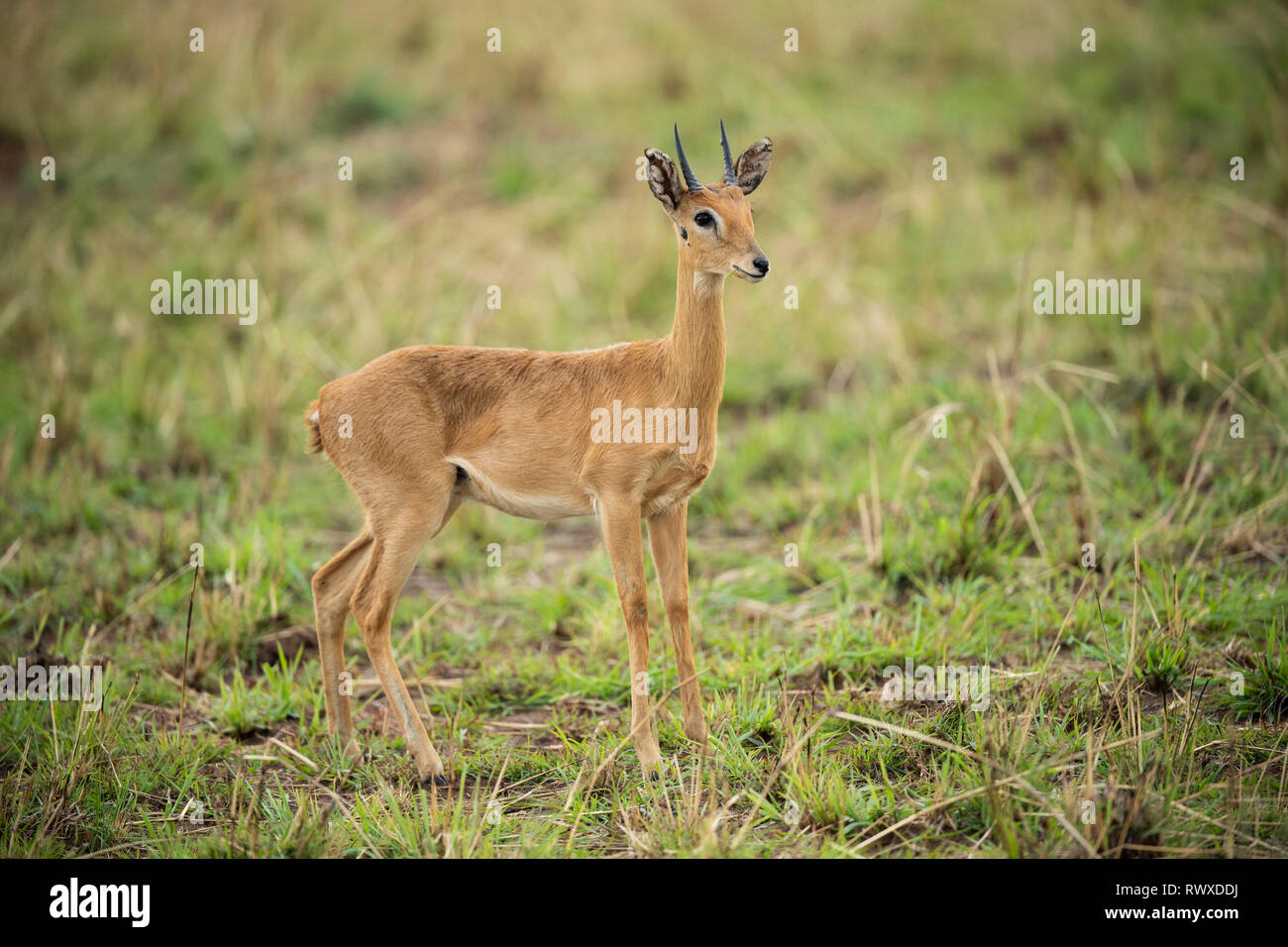 Oribi, Ourebia ourebi, Kidepo Valley National Park, Uganda Stock Photo