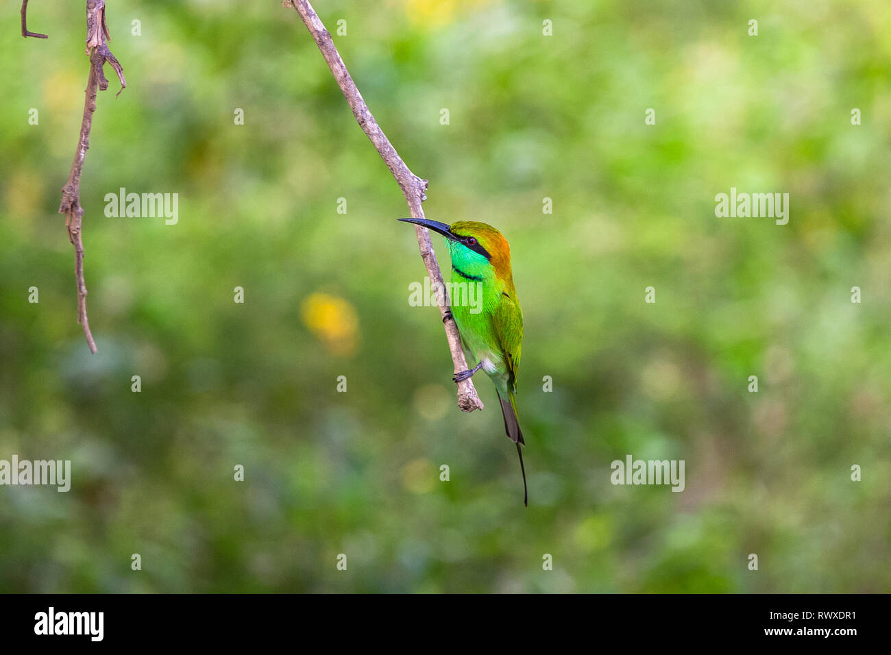 Green bee eater in sri lanka hi-res stock photography and images - Alamy
