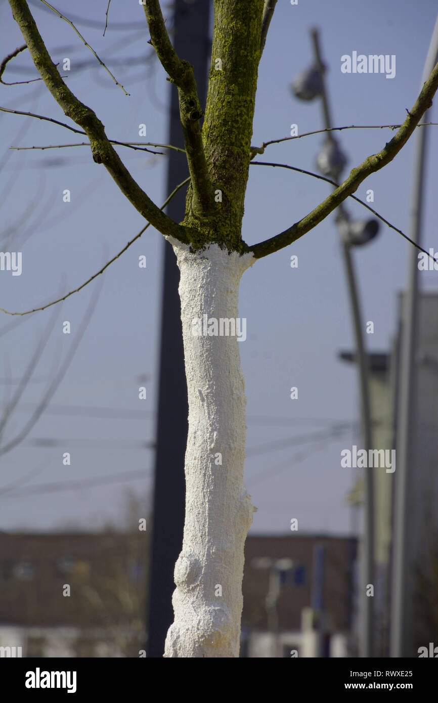 tree trunk is painted with white tree paint or wound dressing to