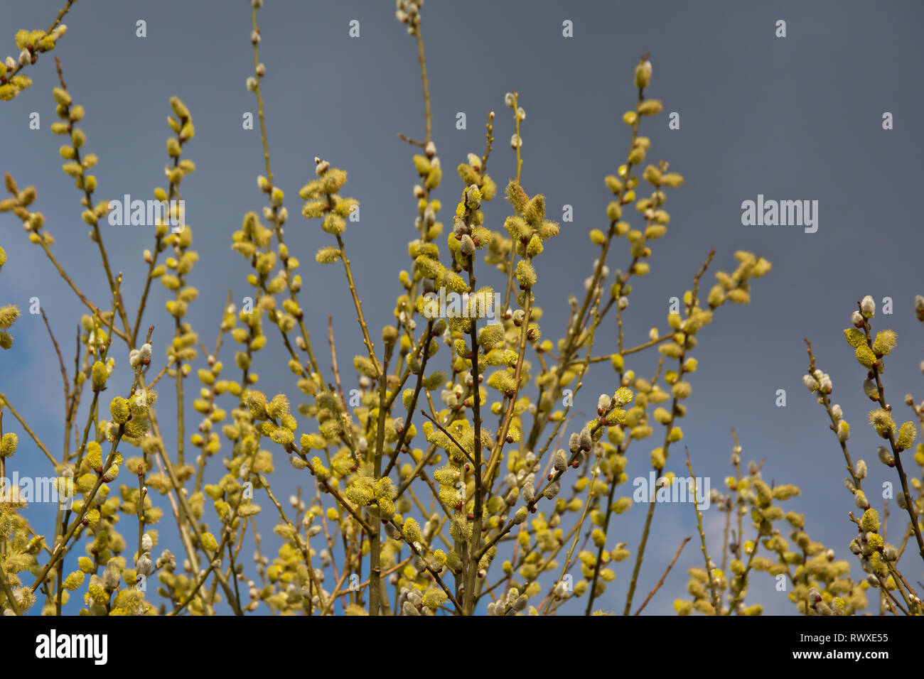 yellow male willow catkins on a dark blue-grey background Stock Photo