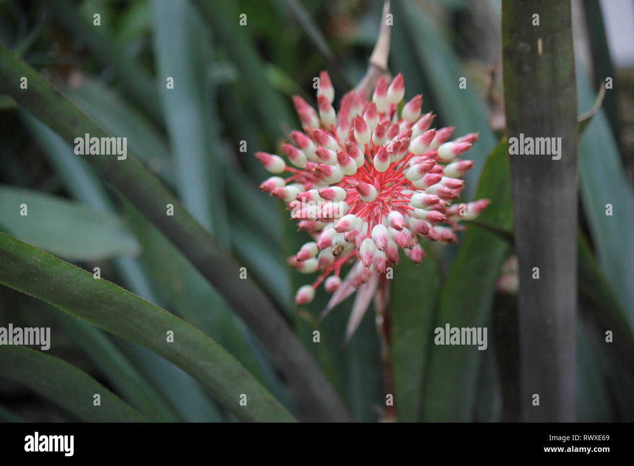 Portea petropolitana, bromeliad, flowering plant. Stock Photo
