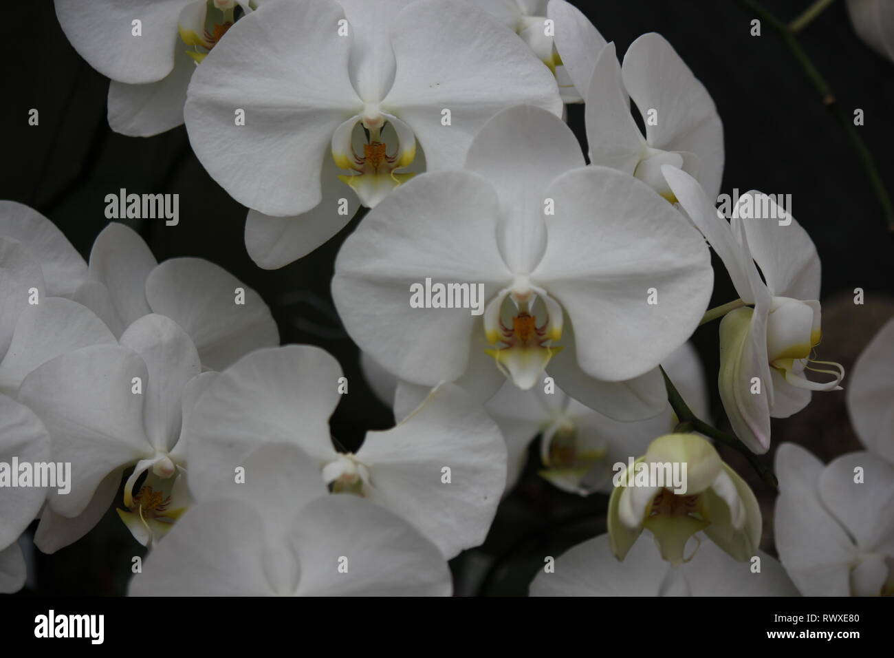 Polychilos Polychilos hi-res stock photography and images - Alamy