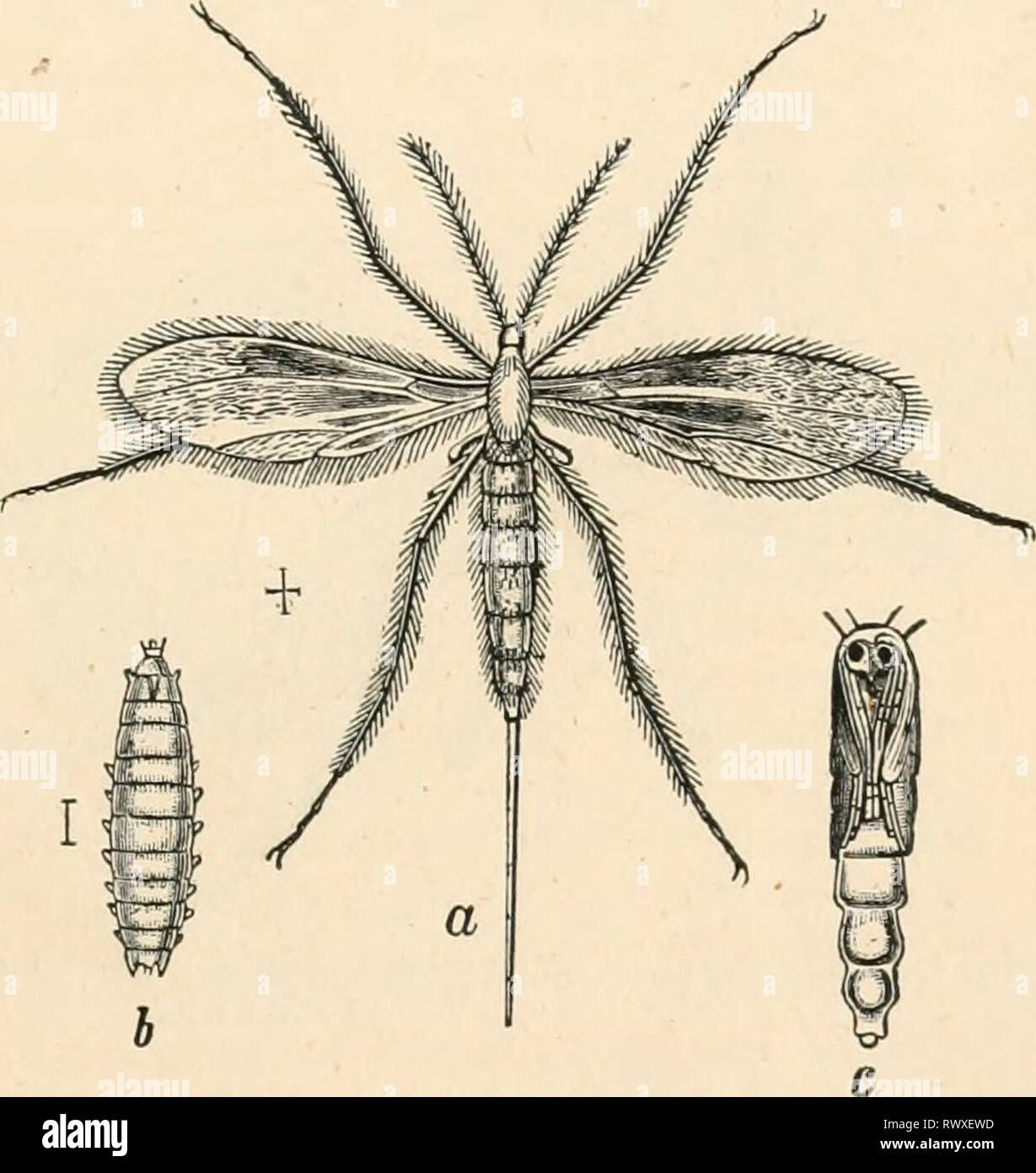 Elementary text-book of zoology (1884) Elementary text-book of zoology elementarytextbo0101clau Year: 1884  DIPTERA. 577 the knife-shaped mandibles arc wanting. Their puncture is severe, ami they suck blood. C/i'&gt;'t/x(&gt;j)x i-it'i-iiticns L., Tal/ainis Imcin-us L. (Kinderbrcmse). Heematopota /ilui'talis L. (Hegenbremse). Fam. Leptidae (Schnepfenfliegen). Lt-jrtix xeolopacca L.. L. /•/ r//i!/i'/i L., South Europe. The larva digs holes in the sand, and there, like the Ant-lion, captures insects. Fam. Xylophagidae (Holzfliegen). Xylophai/us ineii'idtfti/n Fabr. The larva- live in beech wood. Stock Photo