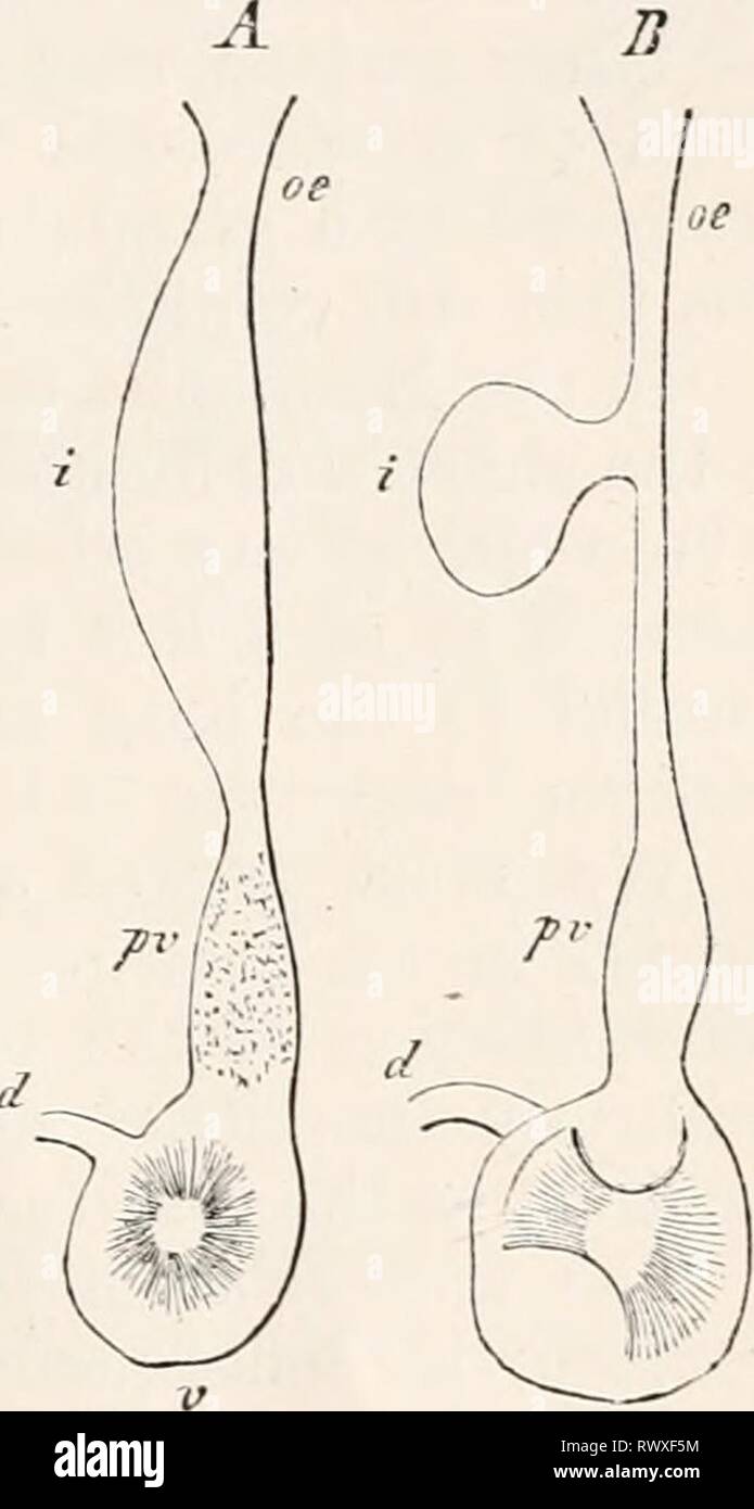 Elements of comparative anatomy (1878) Elements of comparative anatomy  elementsofcompar00gege Year: 1878 FOEE-GUT OF VEETEBEATA. 557 once into the  stomach, which can only be distinguished from it by the differences in the