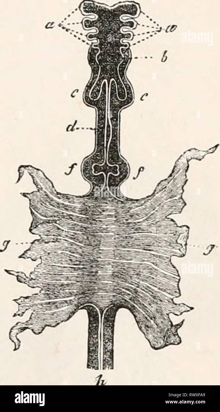 Elements of comparative anatomy (1878) Elements of comparative anatomy