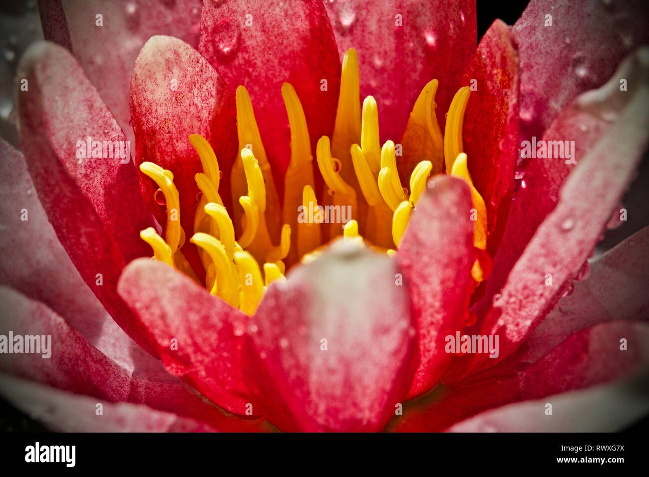 Pond lily up close Stock Photo