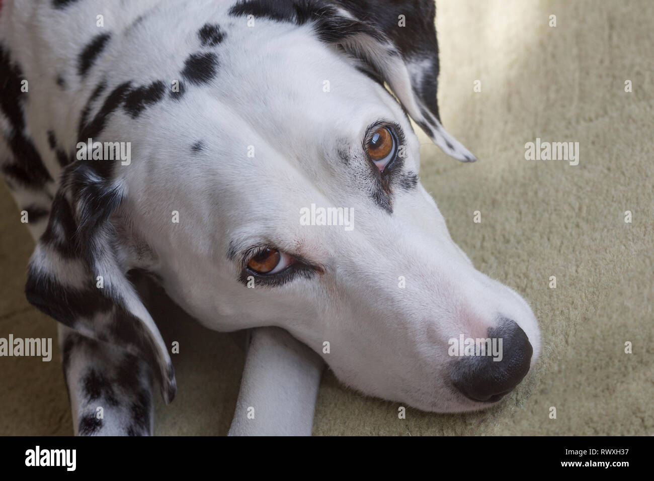 Thoughtful Looking Dog Portrait High Resolution Stock Photography And Images Alamy