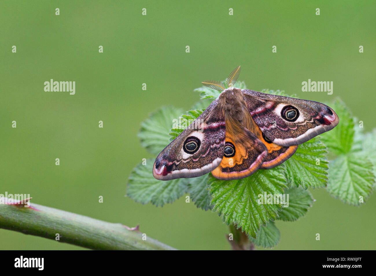 Emperor Moth (Saturnia pavonia Stock Photo - Alamy