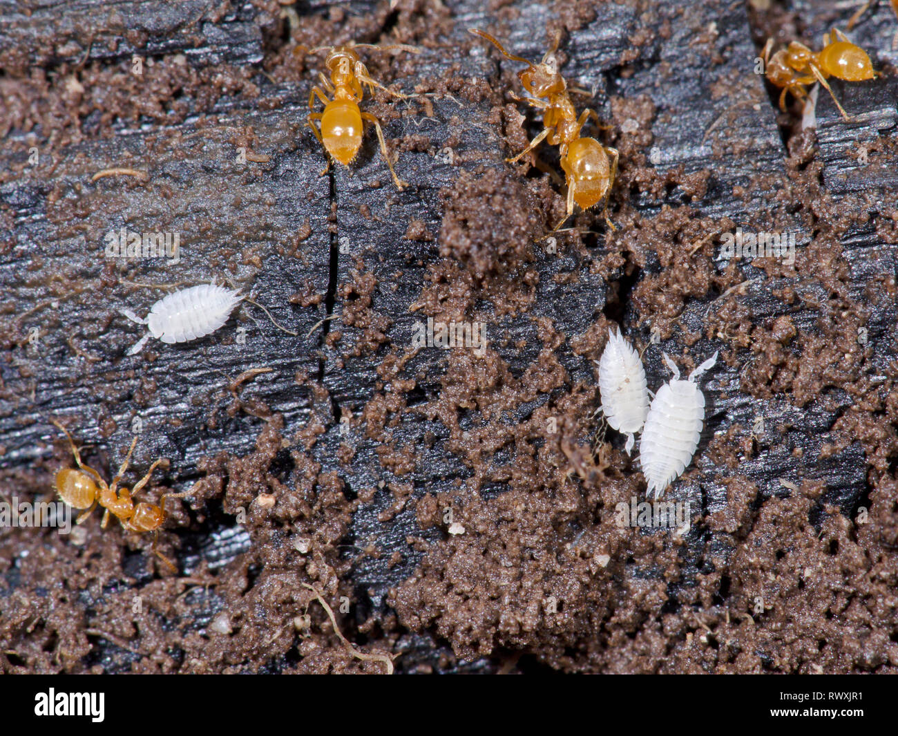 Blind ant woodlice hires stock photography and images Alamy