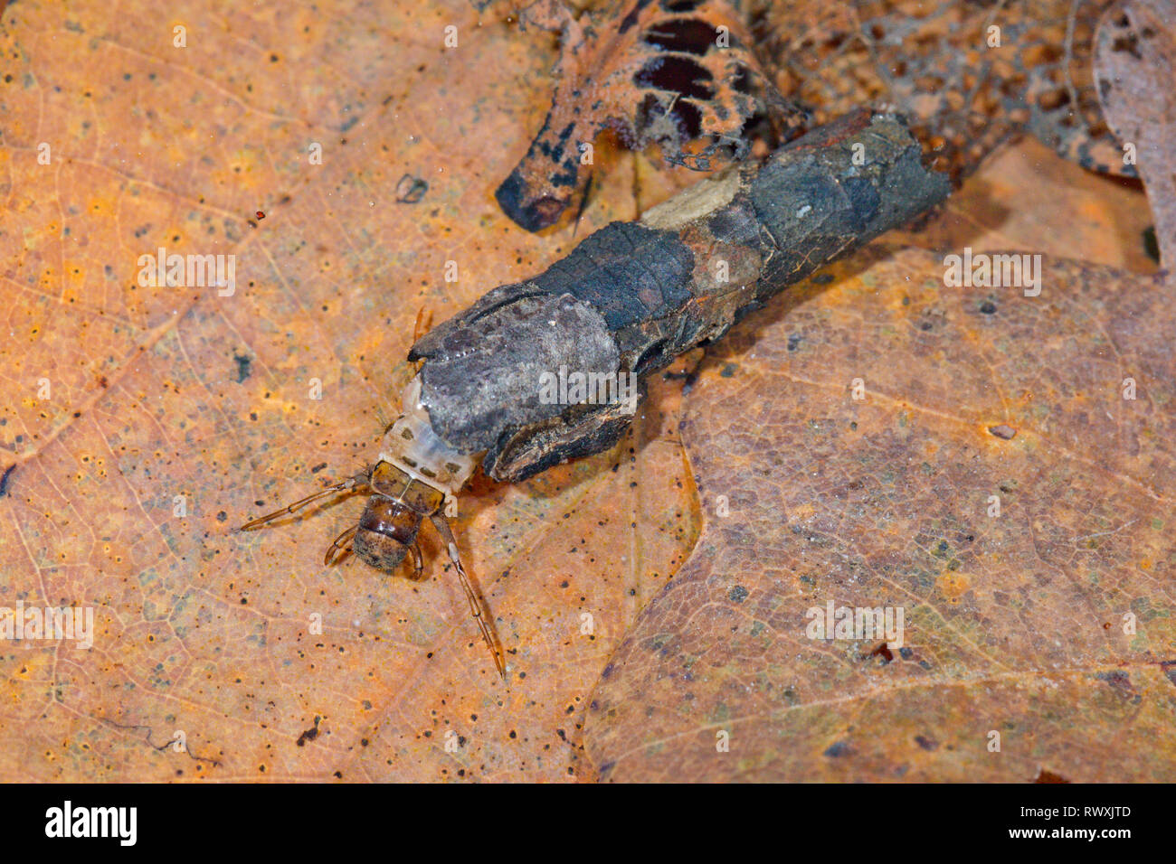 Caddis Fly Larva (Grammotaulius nigropunctatus), Limnephilidae. Sussex, UK Stock Photo