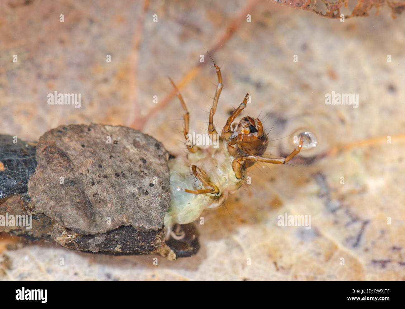 Caddis Fly Larva (Grammotaulius nigropunctatus), Limnephilidae. Sussex