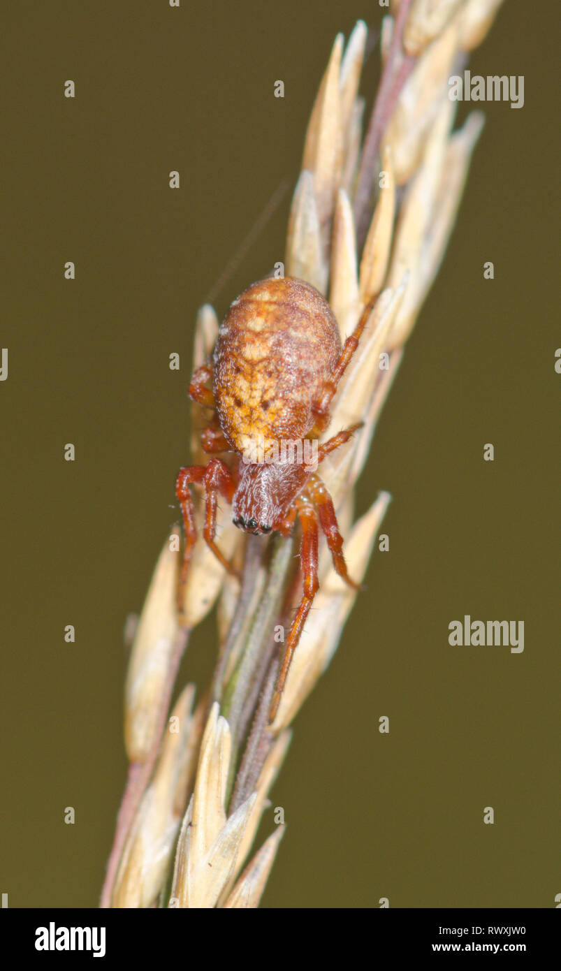 A female Orbweaver Spider (Cercidia prominens) in grassland, Araneidae  Sussex, UK Stock Photo