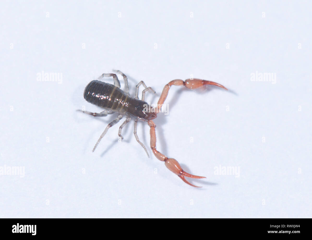 Common chthonid chthonius ischnocheles hires stock photography and