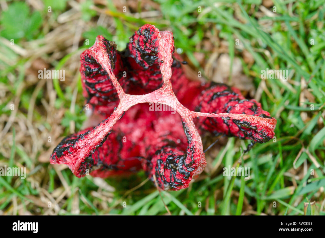 Devil's Fingers or Octopus Stinkhorn Fungus (Clathrus archeri) with arms about to break free. Sussex, UK Stock Photo