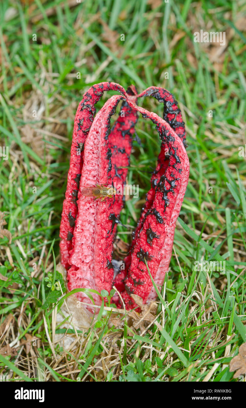 Devil's Fingers or Octopus Stinkhorn Fungus (Clathrus archeri) attracting a Dung Fly. Sussex, UK Stock Photo