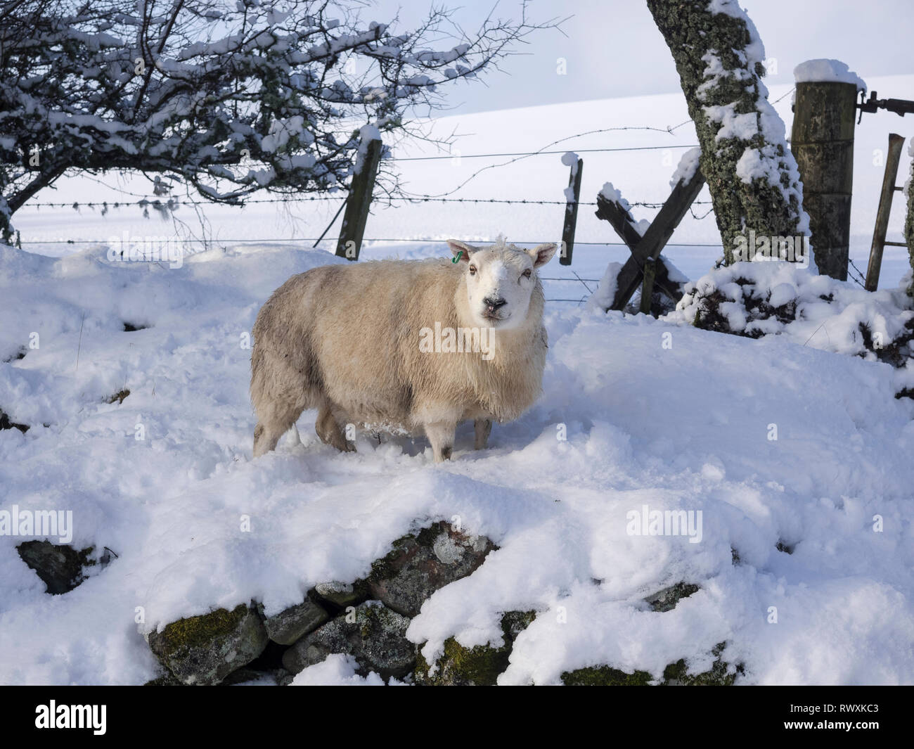 Sheep standing on snow covered dry stone wall. Glen Urquhart, Highland Region, Scotland Stock Photo