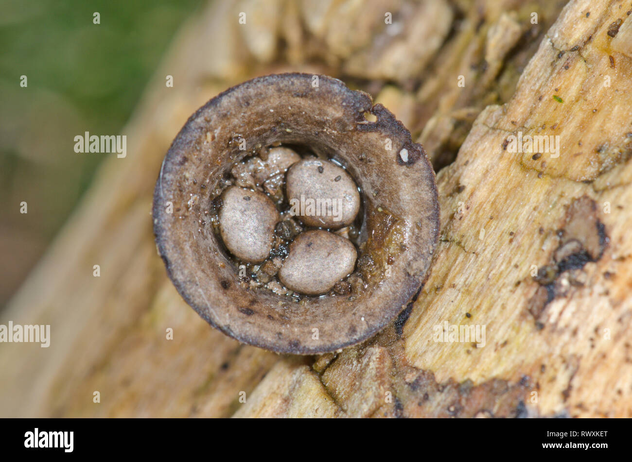 Field Bird's Nest Fungus (Cyathus olla). Nidulariaceae. Sussex, UK Stock Photo