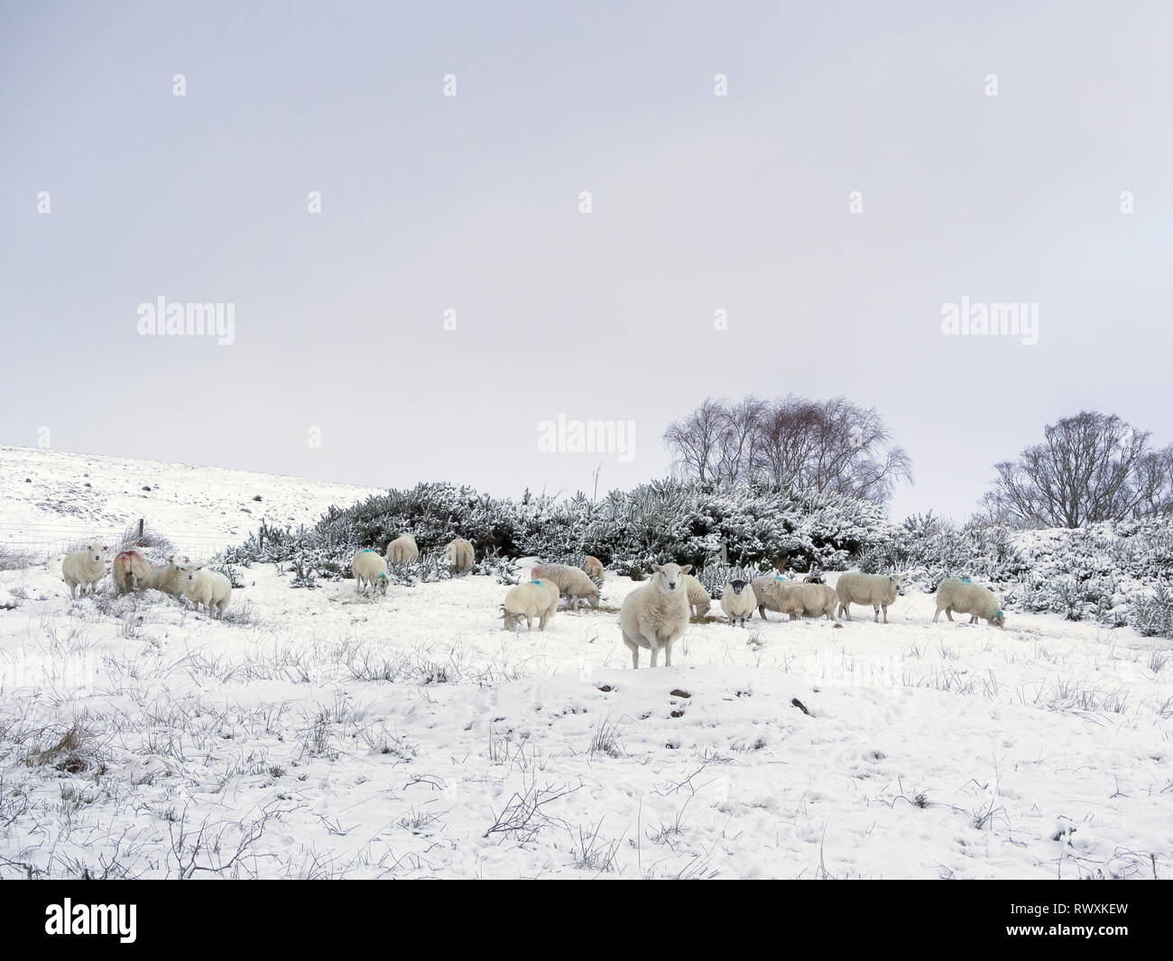Sheep grazing on snow covered ground. Glen Urquhart, Highland Region, Scotland Stock Photo