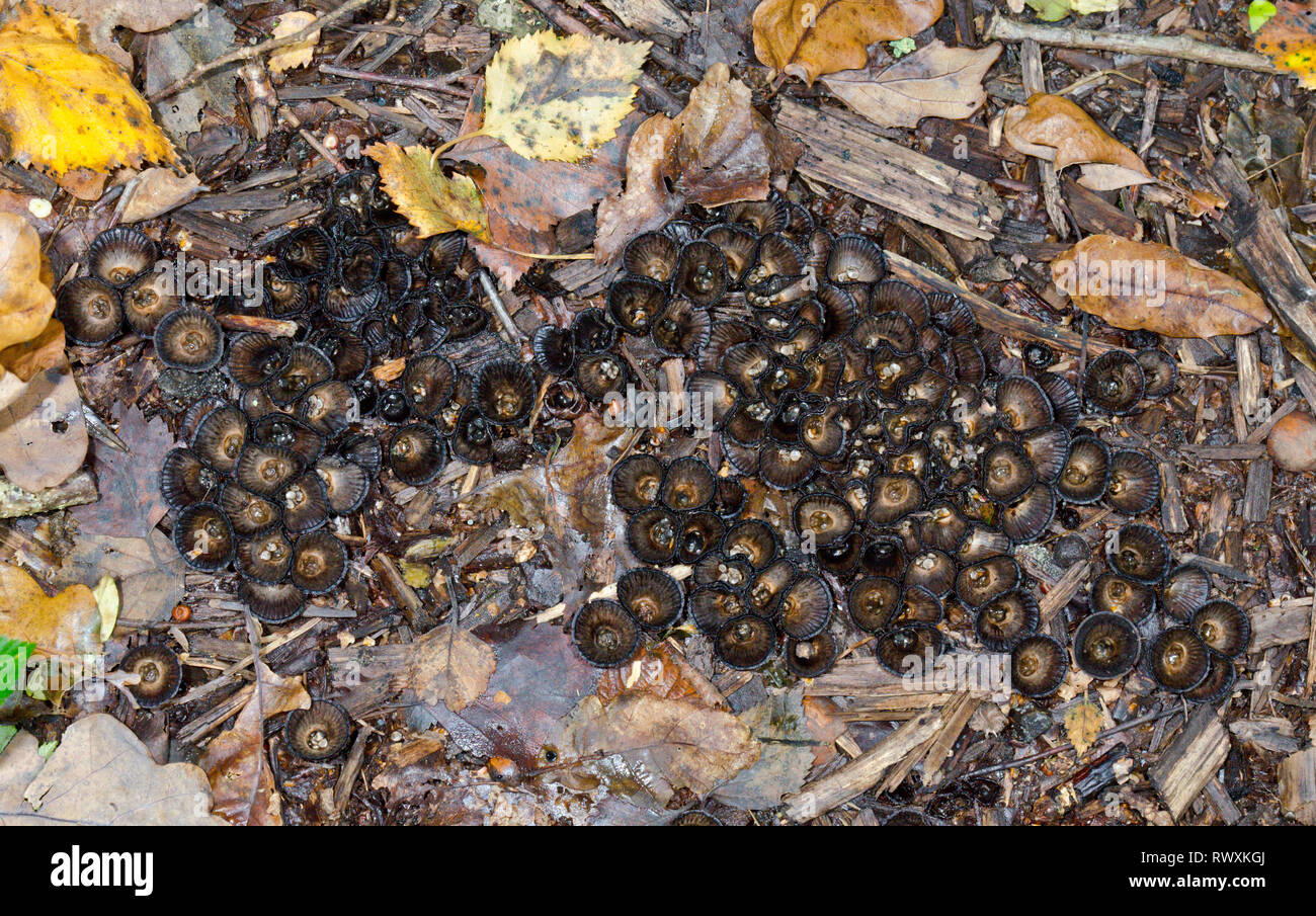 Fluted Birds Nest Fungus (Cyathus striatus), Nidulariaceae. Sussex, UK