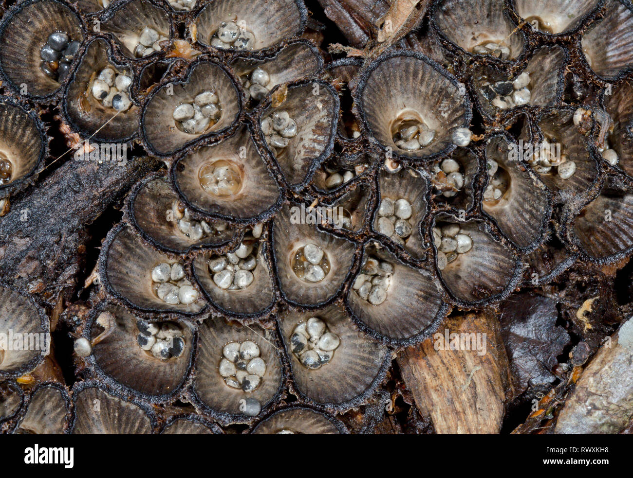 Fluted Birds Nest Fungus (Cyathus striatus), Nidulariaceae. Sussex, UK