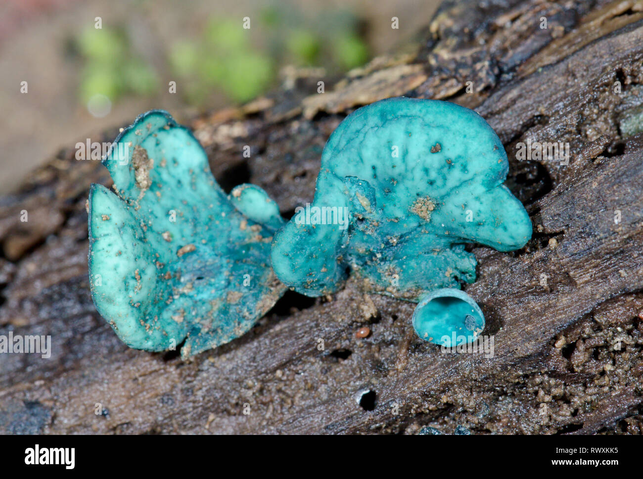 Green Elfcup Fungus (Chlorociboria aeruginascens). Sussex, UK Stock Photo