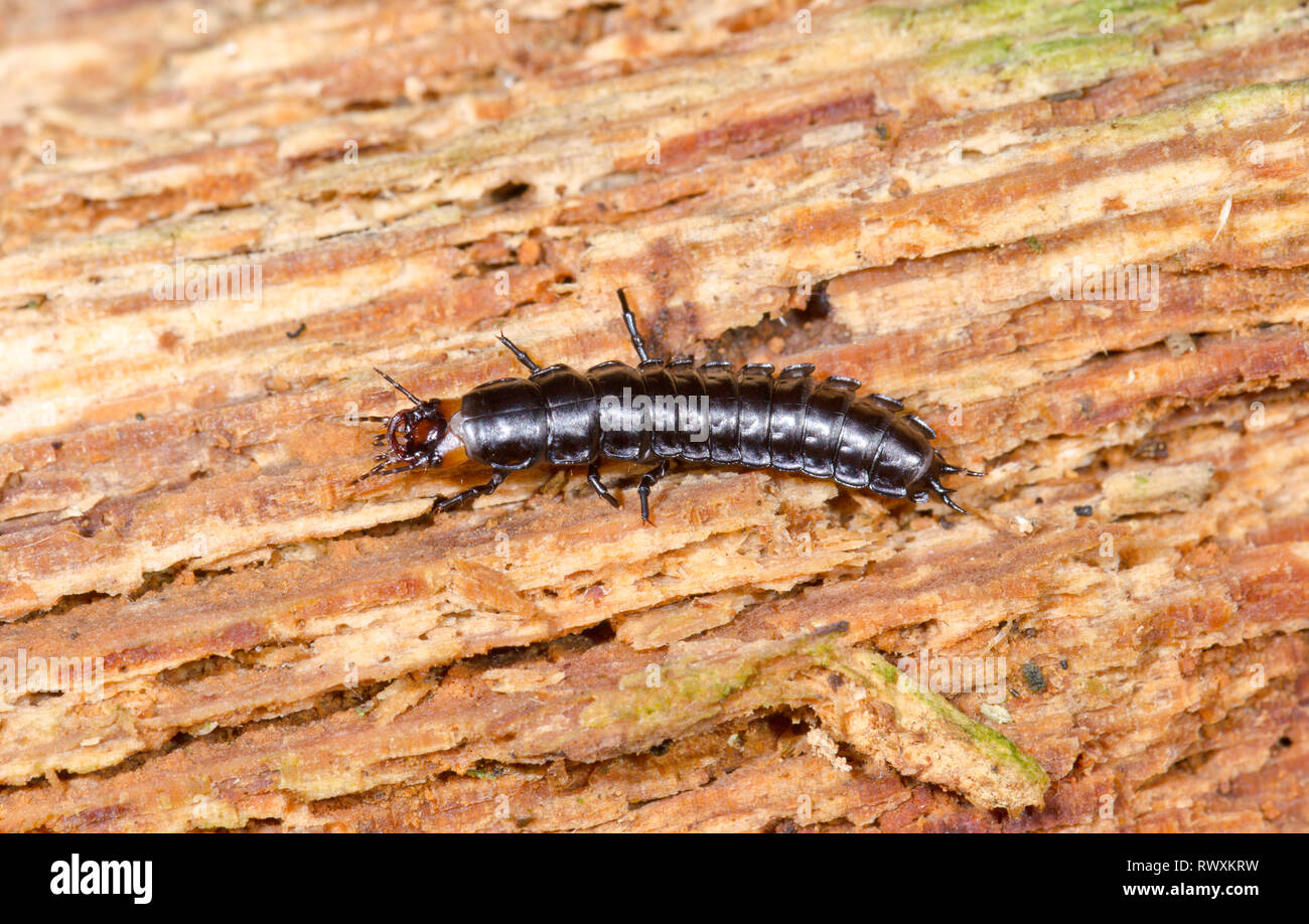 Larva of Ground Beetle (Carabidae). Sussex, UK Stock Photo