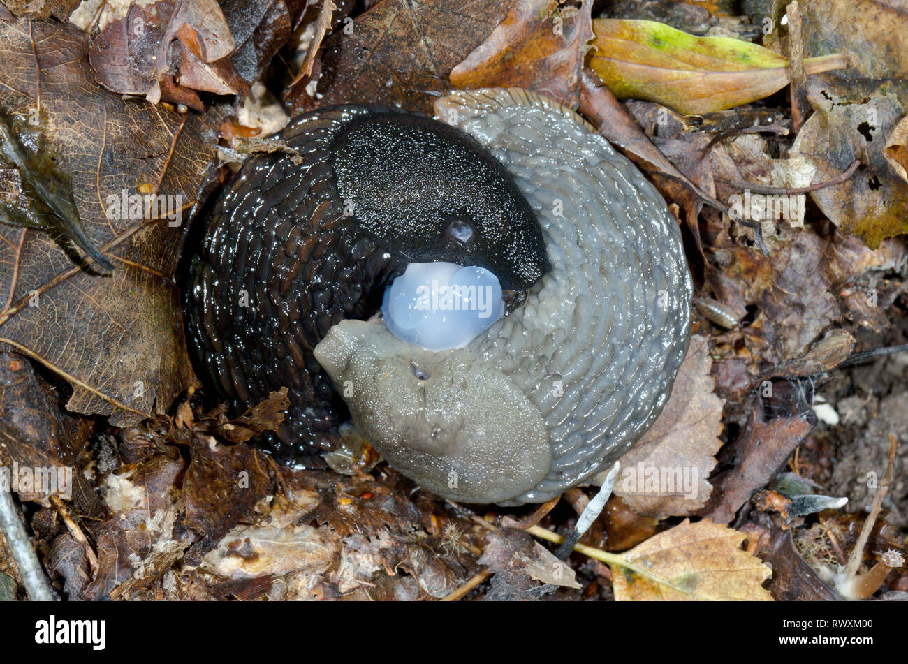 Mating Slugs (Arion sp), Arionidae. Sussex, UK Stock Photo