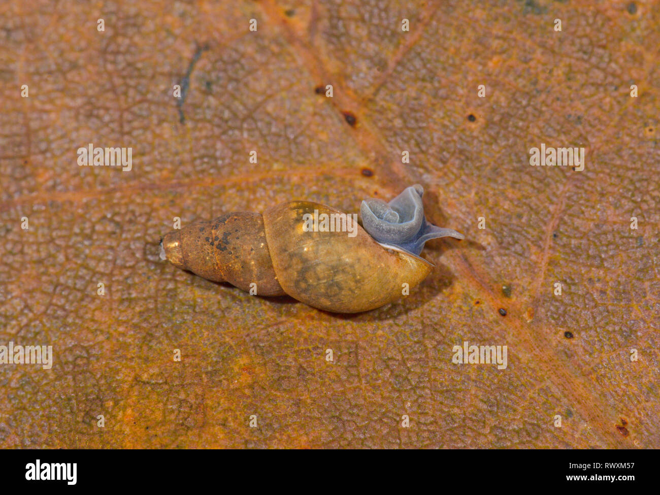 Pond Mud Snail (Omphiscola glabra) emerging. Sussex, UK. 2 of 3 Stock Photo