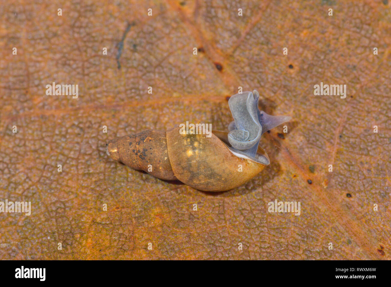 Pond Mud Snail (Omphiscola glabra) emerging. Sussex, UK. 3 of 3 Stock Photo