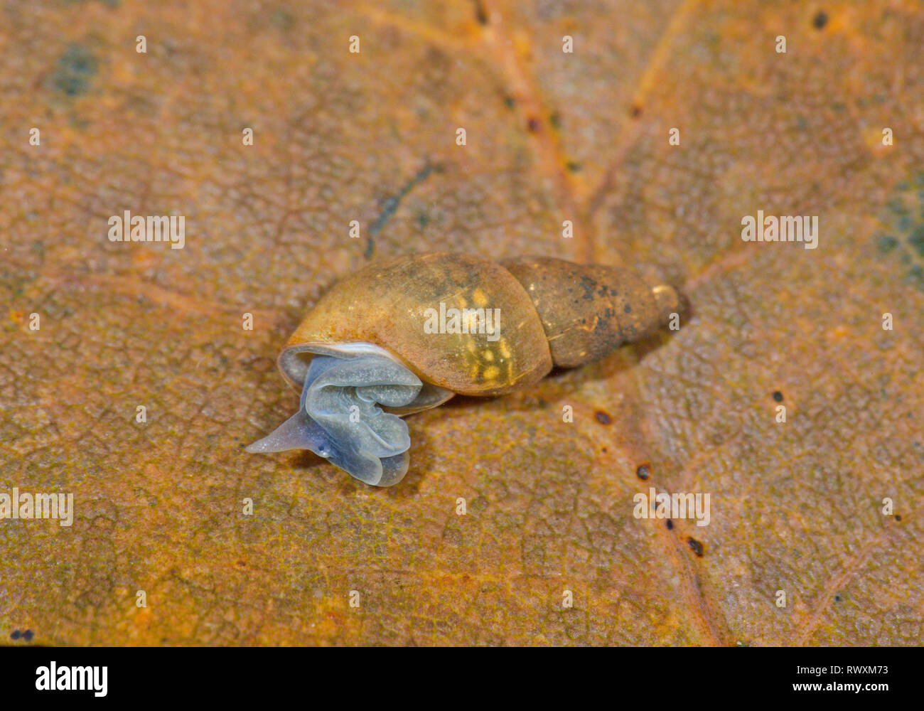 Pond snails uk hires stock photography and images Alamy
