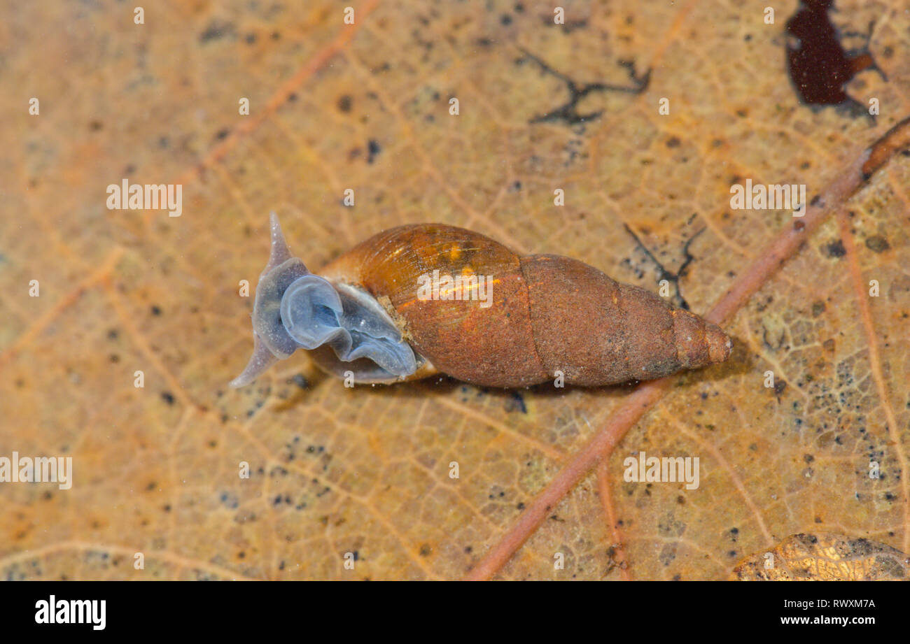 Pond Mud Snail ( Omphiscola glabra ) emerging. Sussex, UK Stock Photo