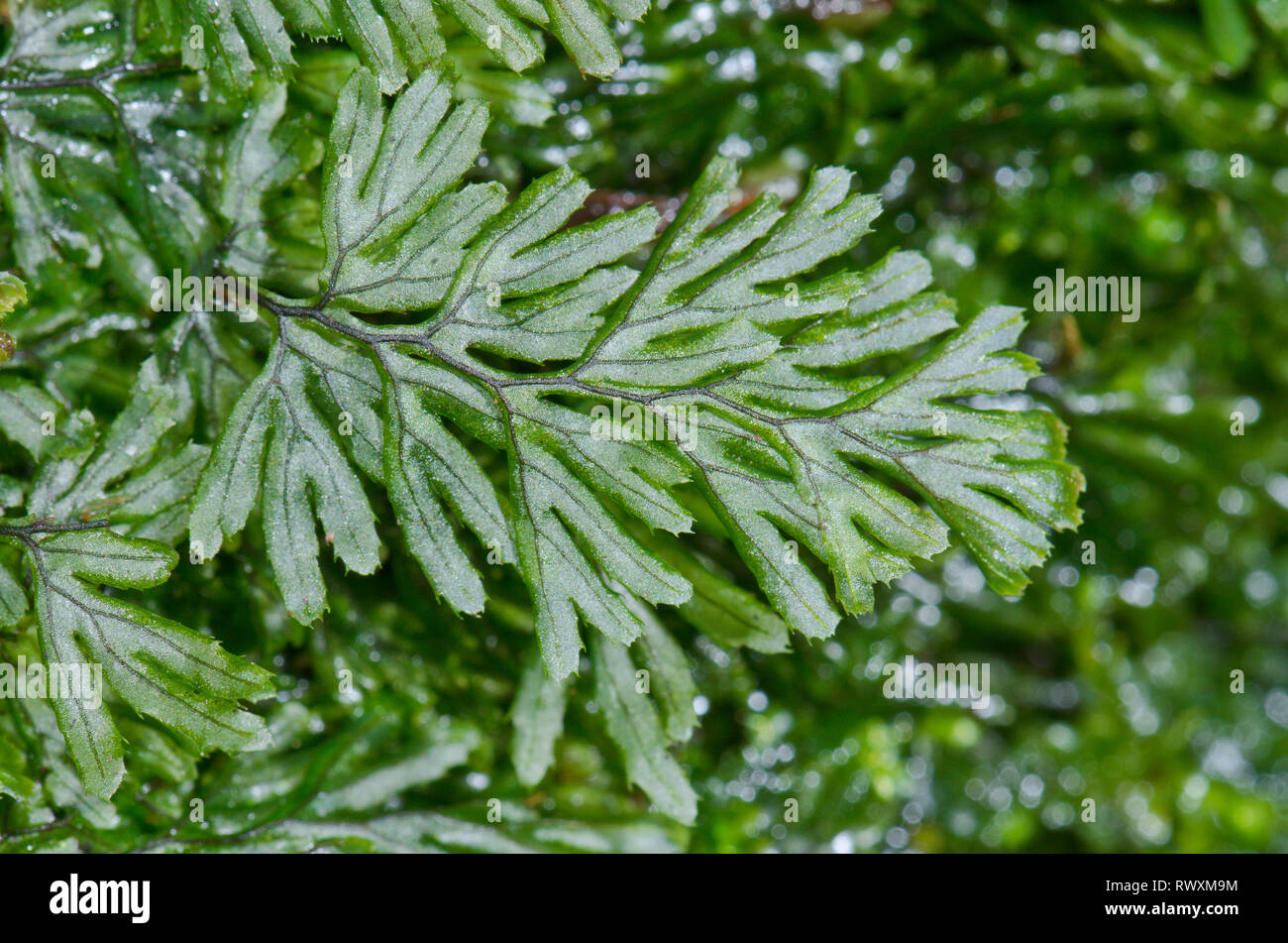 Rare Tunbridge Filmy Fern Frond just ONE CELL THICK ( Hymenophyllum tunbrigense ), Hymenophyllaceae. Sussex, UK Stock Photo