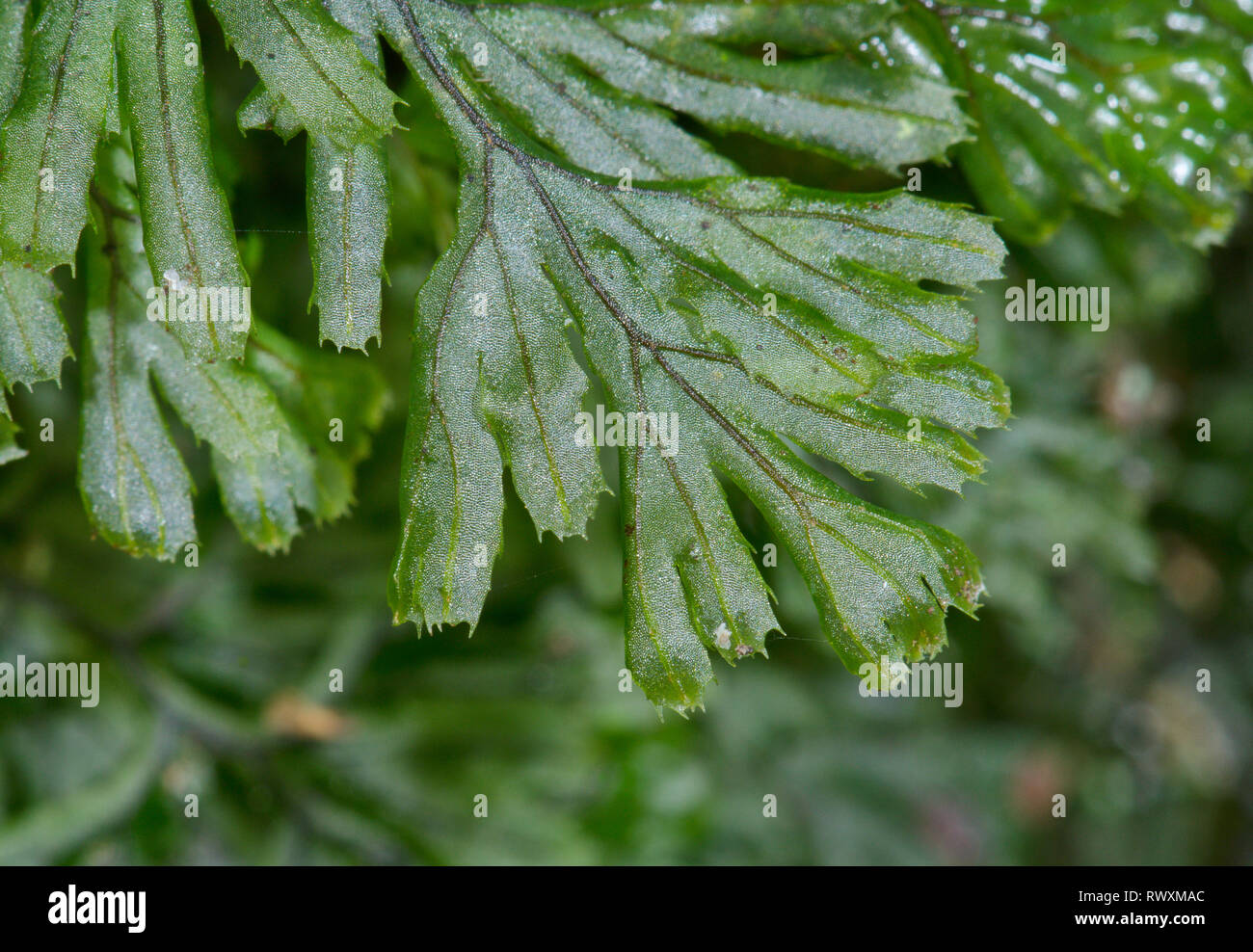Rare Tunbridge Filmy Fern Frond One Cell Thick ( Hymenophyllum tunbrigense ), Hymenophyllaceae. Sussex, UK Stock Photo