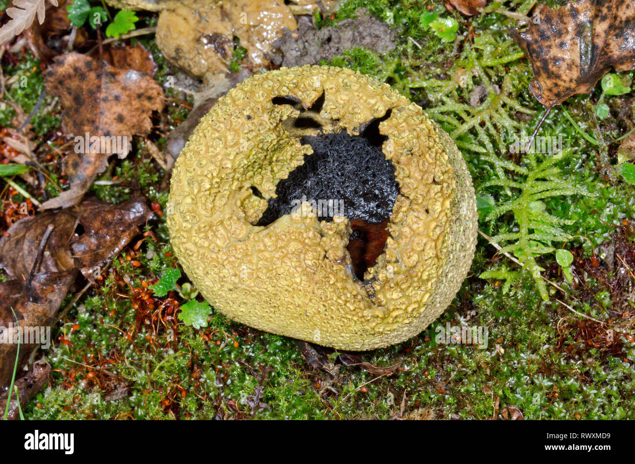 Rupturing Earthball Fungus (Scleroderma citrinum). Sussex, UK Stock Photo