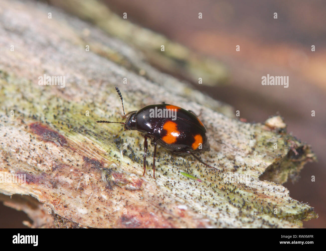 Shiny Fungus Beetle (Scaphidium quadrimaculatum) Staphylinidae. Sussex, UK Stock Photo