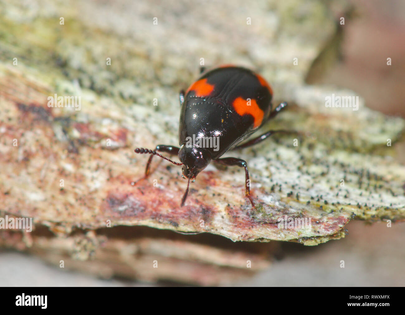 Shiny Fungus Beetle (Scaphidium quadrimaculatum) Staphylinidae. Sussex, UK Stock Photo