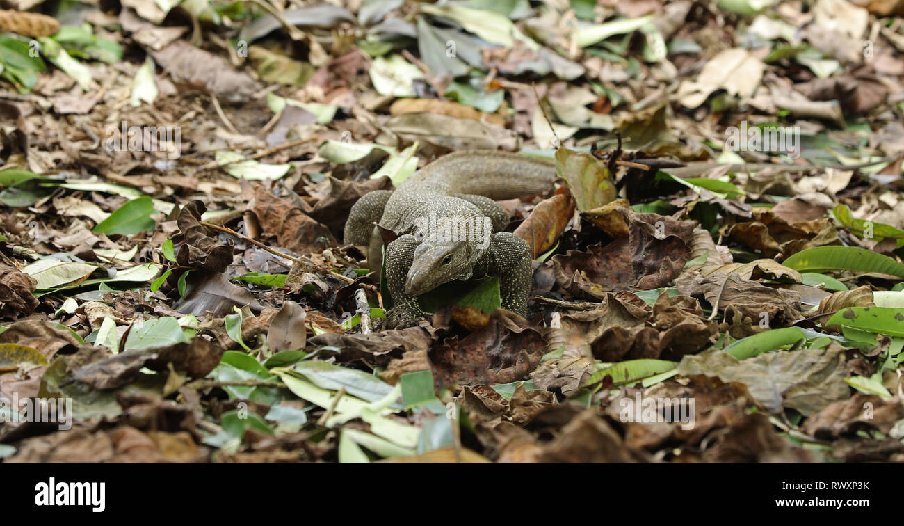 Lizard In Singapore Asia Stock Photo Alamy