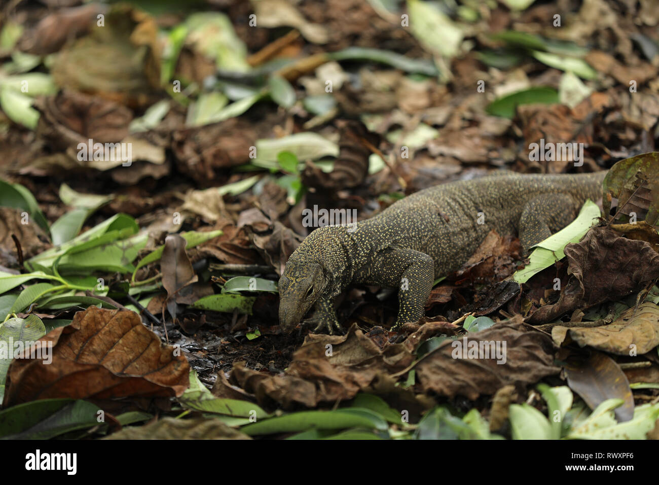 Lizard in Singapore Asia Stock Photo Alamy