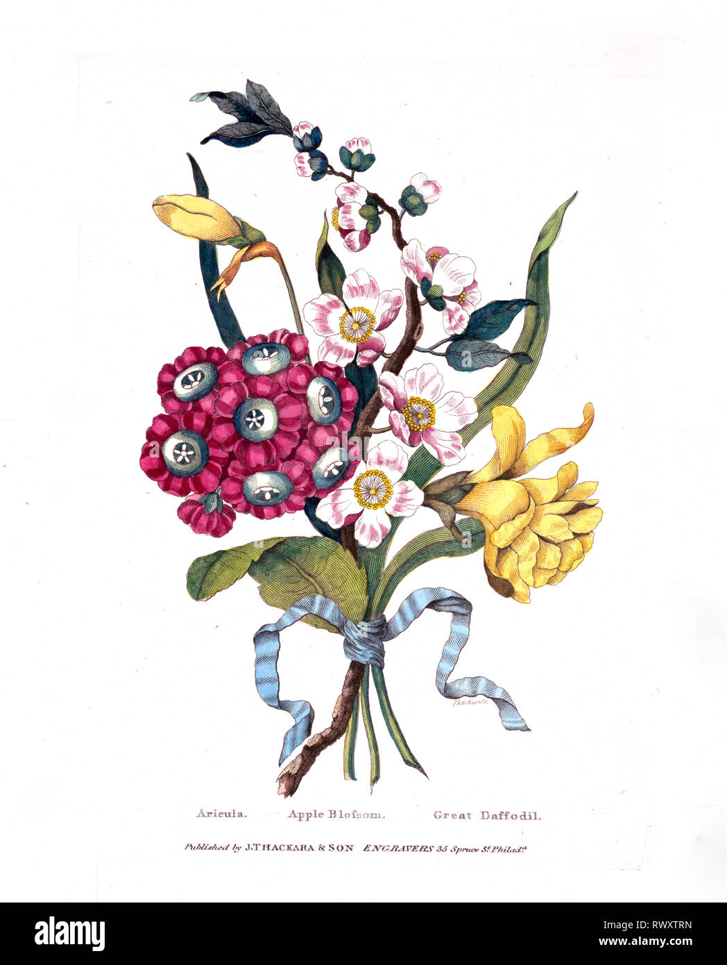 Print shows a bouquet of spring blossoms and flowers tied with a ribbon; shown are a Primula auricula cultivar, a sprig of apple blossoms, and daffodils. Stock Photo