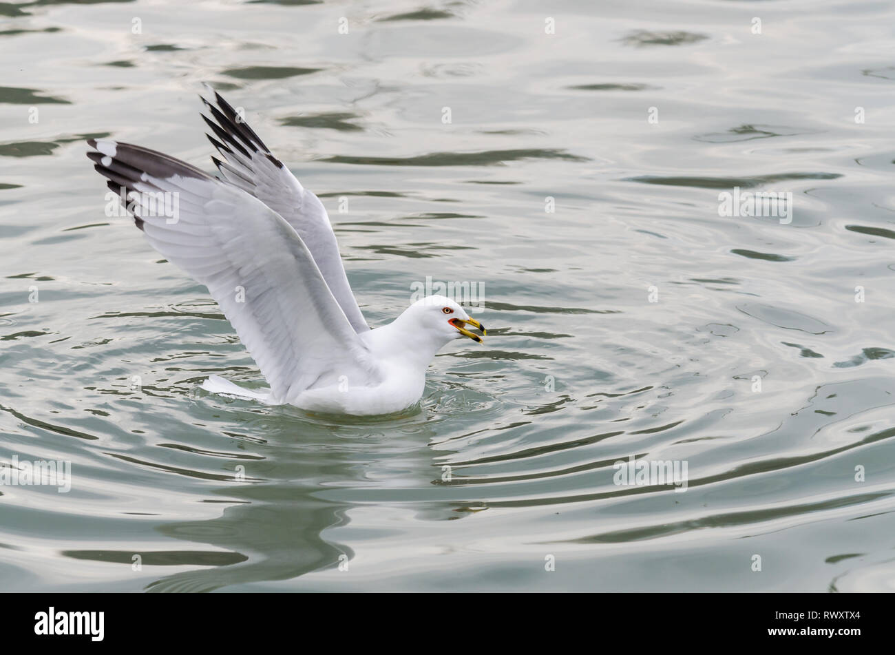 Seagull in Scarborough Bluffs, Toronto Stock Photo