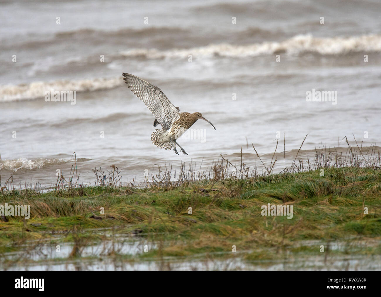 Curlew In Flight Curlew uk in flight hi-res stock photography and images - Alamy