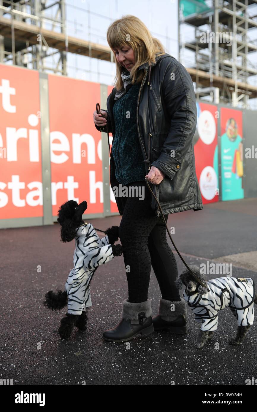 Birmingham, UK. 8th Mar, 2019. Two Toy Poodles arriving on the second day of Crufts 2019 Credit: ️Jon Freeman/Alamy Live News Stock Photo
