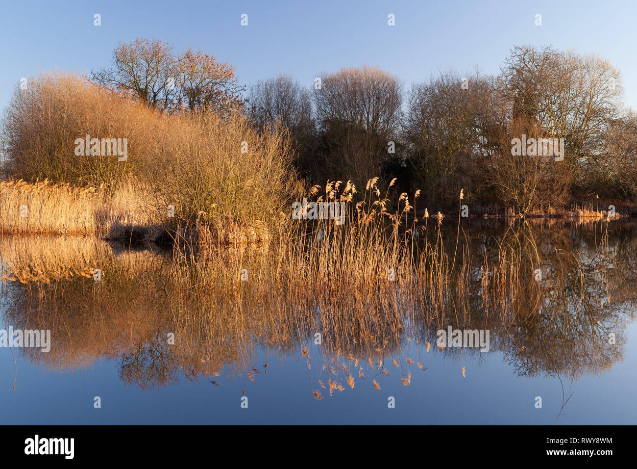 Barton-upon-Humber, Lincolnshire, UK. 8th March, 2019. UK Weather: A beautiful start to the day at a Lincolnshire Wildlife Trust Nature Reserve, after a cold night. Barton-upon-Humber, North Lincolnshire, UK. 8th March 2019. Credit: LEE BEEL/Alamy Live News Stock Photo
